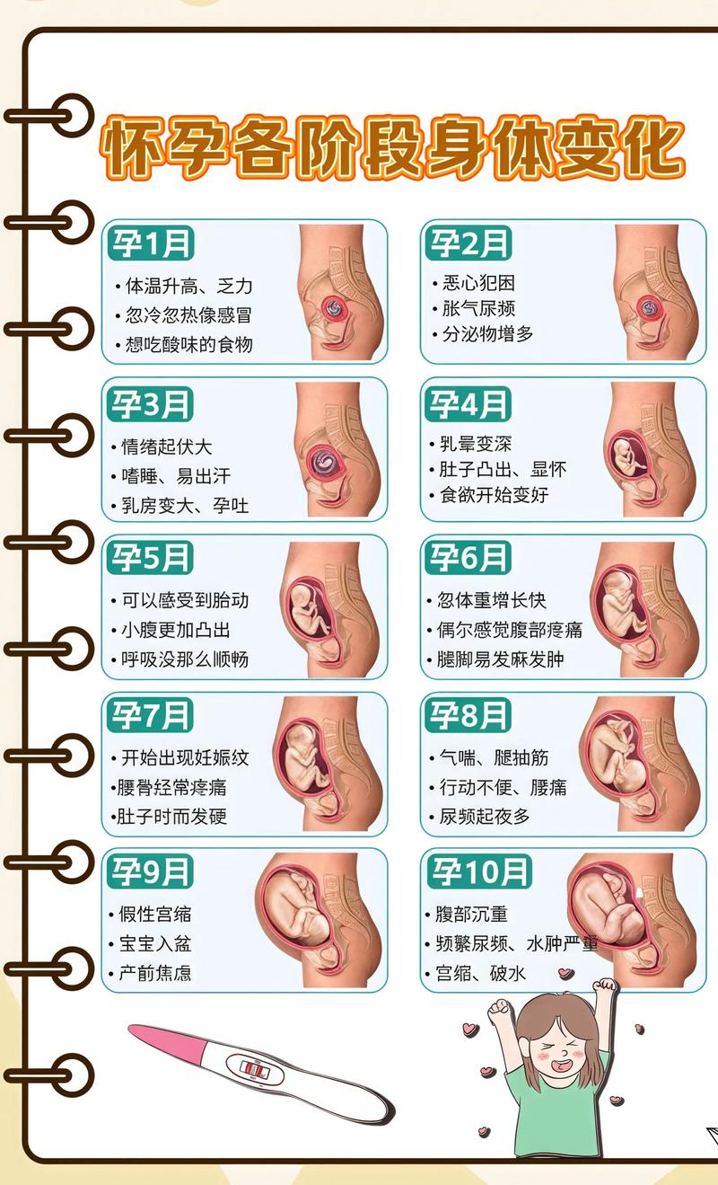 揭秘供卵代孕妈妈怀孕小腹分两节，孕期变化的奥秘奉贤代生机构: